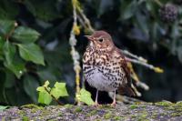 Turdus philomelos