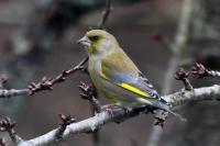 Chloris chloris