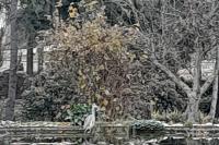 Ardea cinerea