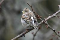 Fringilla montifringilla