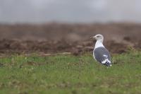 Larus fuscus