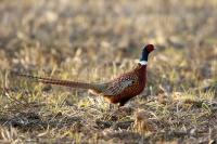Phasianus colchicus