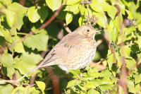 Turdus philomelos
