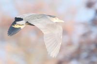 Nycticorax nycticorax