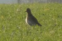 Pluvialis apricaria