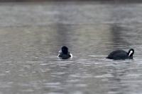 Aythya fuligula