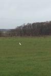 Bubulcus ibis