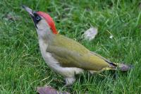 Picus viridis