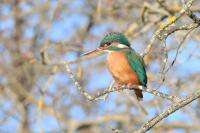 Alcedo atthis