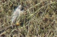 Nycticorax nycticorax