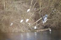 Nycticorax nycticorax
