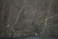 Nycticorax nycticorax