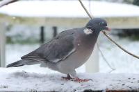Columba palumbus