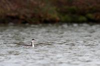 Podiceps auritus