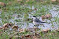 Motacilla alba