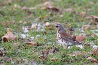 Turdus pilaris