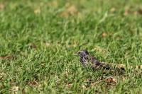 Sturnus vulgaris
