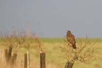 Buteo buteo