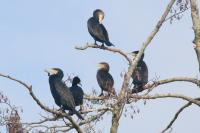 Phalacrocorax carbo
