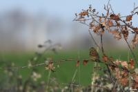 Emberiza cirlus