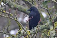 Corvus corone