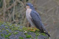 Accipiter nisus