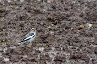 Plectrophenax nivalis