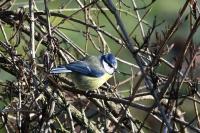 Cyanistes caeruleus