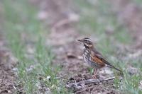 Turdus iliacus