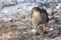 Accipiter nisus