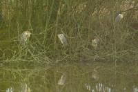 Nycticorax nycticorax