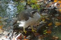 Accipiter gentilis