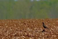 Turdus torquatus