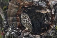 Athene noctua