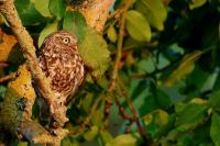 Athene noctua