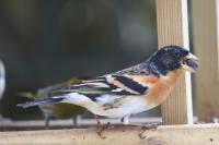 Fringilla montifringilla
