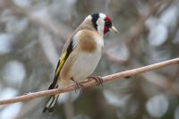 Carduelis carduelis