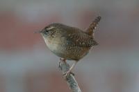 Troglodytes troglodytes