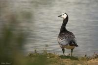 Branta leucopsis
