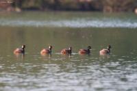 Podiceps nigricollis