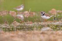 Charadrius hiaticula