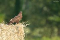 Buteo buteo