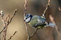 Cyanistes caeruleus