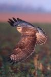 Buteo buteo