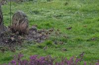 Carduelis carduelis