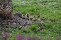 Carduelis carduelis