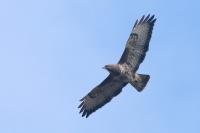 Buteo buteo