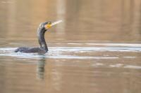Phalacrocorax carbo
