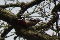 Dendrocopos major