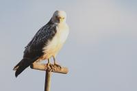 Buteo buteo